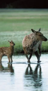 Deer, doe