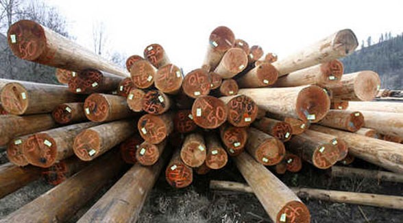 timber-lg