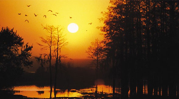 OrangeGroves_lg