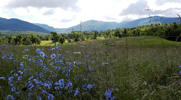 Fieldofflowers1