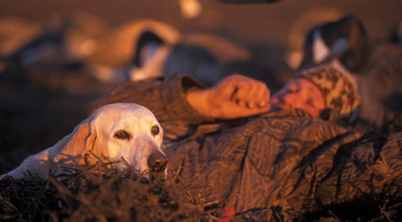 LabradorRetriever