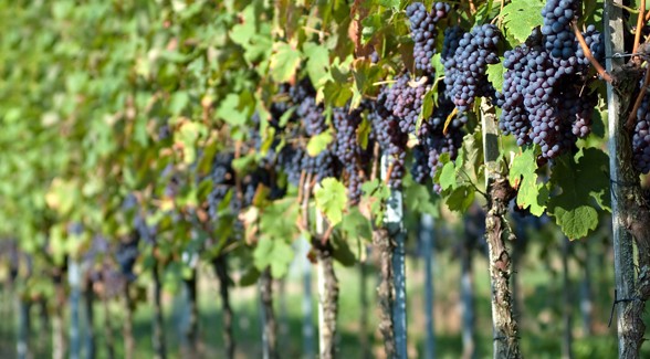 grapesinvineyard
