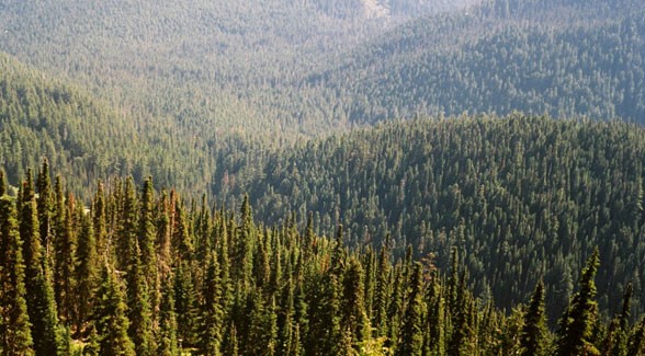 pineforest