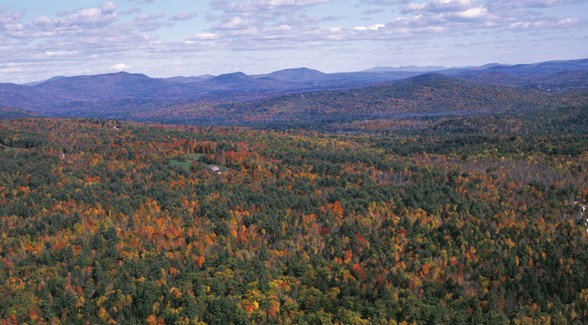 ChadbourneTreeFarms