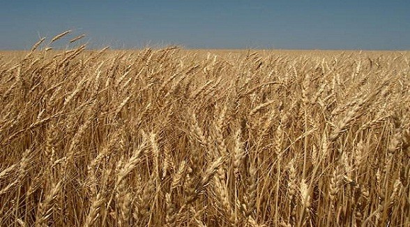 WheatField_lg