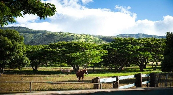 DillinghamRanchHI_lg