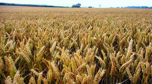 Texas Wheatfields