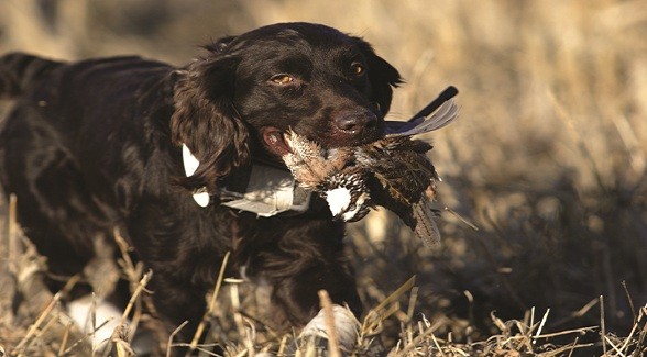 BpykinSpaniel_lg