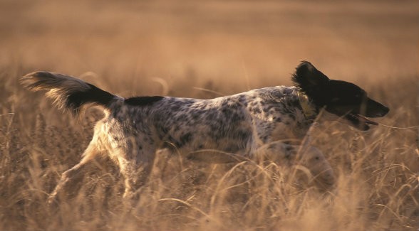 ModernEnglishSetter_lg