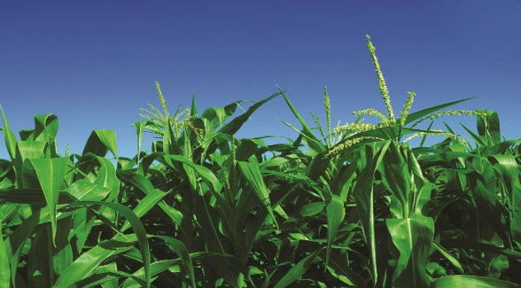 corn_lg