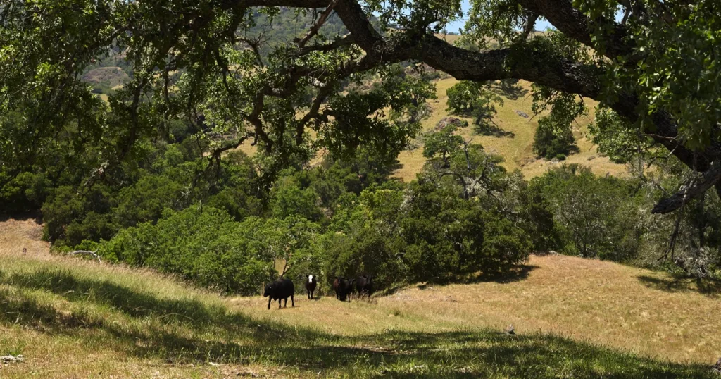 Hearst Ranch