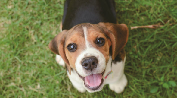 Beagle Puppy lg