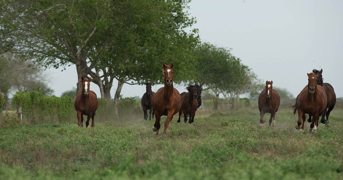 LR_KingRanch-HorsePower-01 King Ranch, Horses