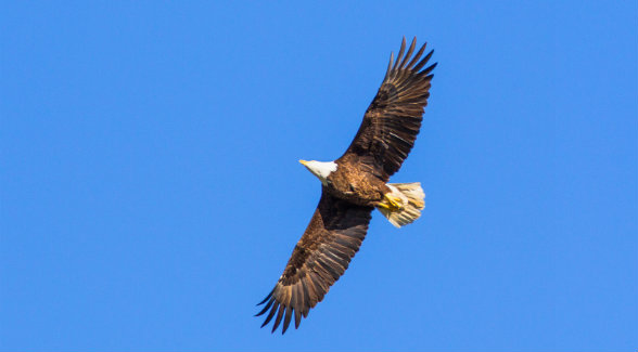 Ample water
and groves of oldgrowth
trees enticed
a pair of nesting bald
eagles to Sandow
Lakes Ranch