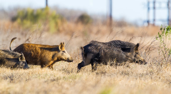 The
enormous hunting at
Sandow Lakes Ranch
is another untapped
resource.