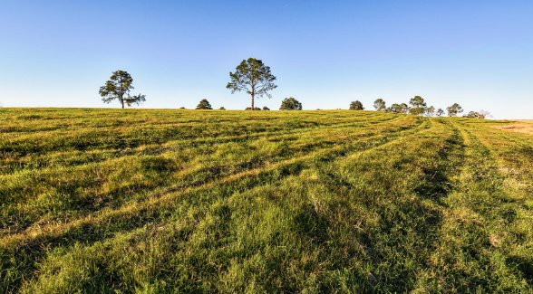 Rich
pasturelands can be
utilized to run cattle
or converted to
produce row crops.