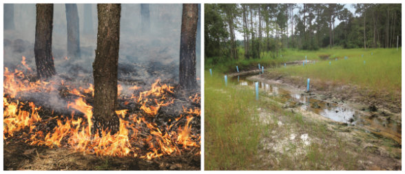 Rehabilitating a timber tract to mitigation bank standards is a substantial undertaking, one that utilizes a host of techniques such as controlled burns (left) and rebuilding streams (right).