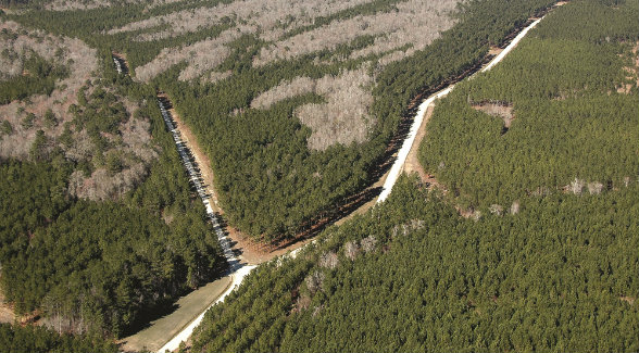 Maximizing returns from a timber tract can be a complex task that requires a skill set far more advanced than a forestry degree.