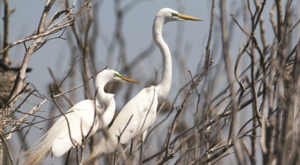 Egrets rest along the creek. Intact wetlands such as the Bois dâ€™Arc Creek corridor are increasingly rare throughout the southern United States.