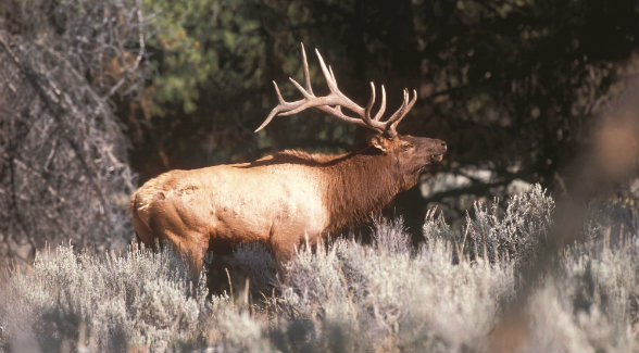 ULTIMATE HABITAT. North Americaâ€™s largest elk herd migrates from Cross Mountainâ€™s Upper Ranch to the Flat Tops Wilderness Area.