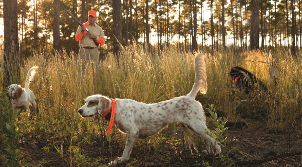 Land Report 2018 Conservation Deal of the Year: Cabin Bluff Sporting Plantation