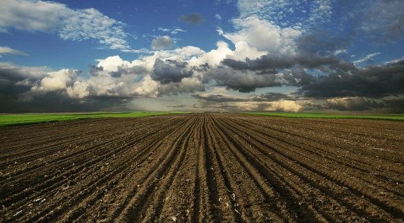Leading Harvest