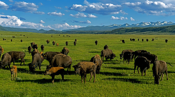 OLD WEST | Bison graze on protein-rich grasses.