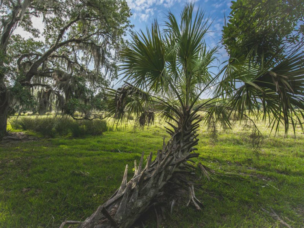 OrangeHammockRanch_fi