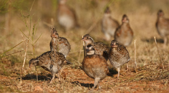 Juvenile bobwhites forage among the buffalo grass and broomweed at the Research Ranch. Note the purple stains on their beaks. Quail love ripe prickly pear.