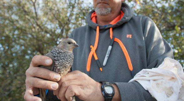 THE BLUES | Researcher Lloyd LaCoste with a blue quail at the Research Ranch. Blues were almost non-existent when the ranch was acquired. After releases of 13 birds in 2014 and 75 in 2015, blues now make up 5 to 8 percent of the quail population. So far, the Research Ranch has been the brightest spot in the blue quail translocation effort.