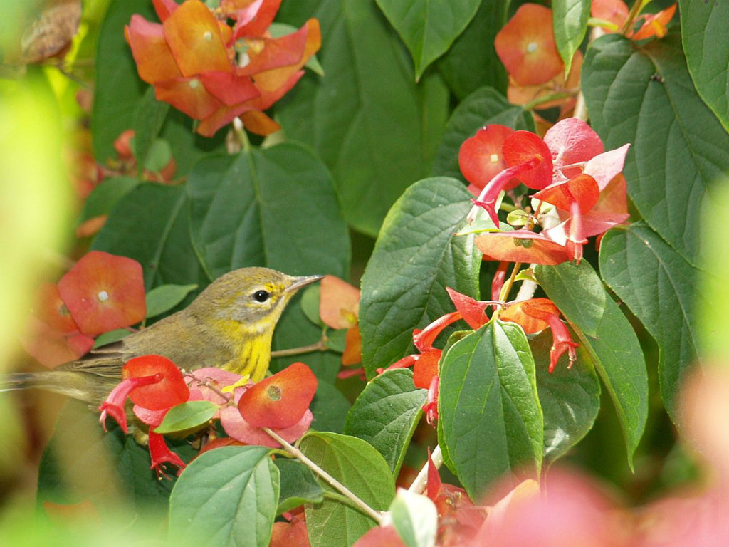 PrairieWarbler_FI