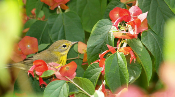 PrairieWarbler_lg