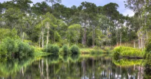 Florida Bluffs, Saint Teresa, Florida
