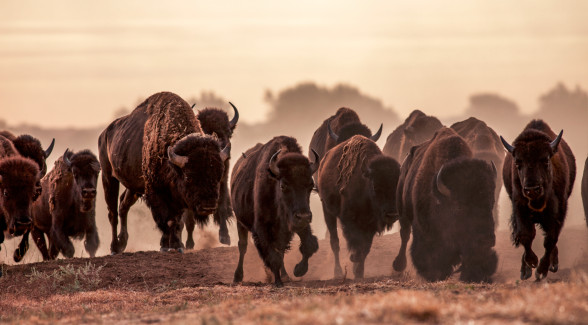 SOUTHERN HERD | T Lazy S bison echo the thundering hooves of the millions of head that once roamed the Great Plains and the Llano Estacado.