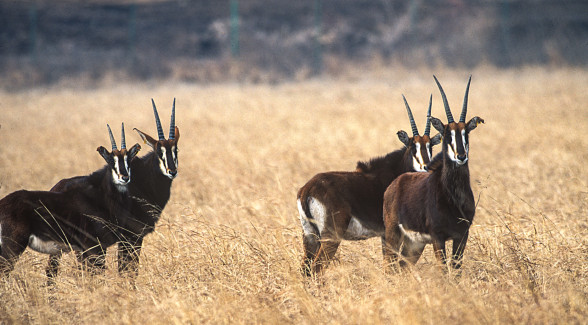 SABLE ANTELOPE | Exotic species of antelope and sheep thrive on the T Lazy S as do native game such as white-tailed deer and Rio Grande turkey.