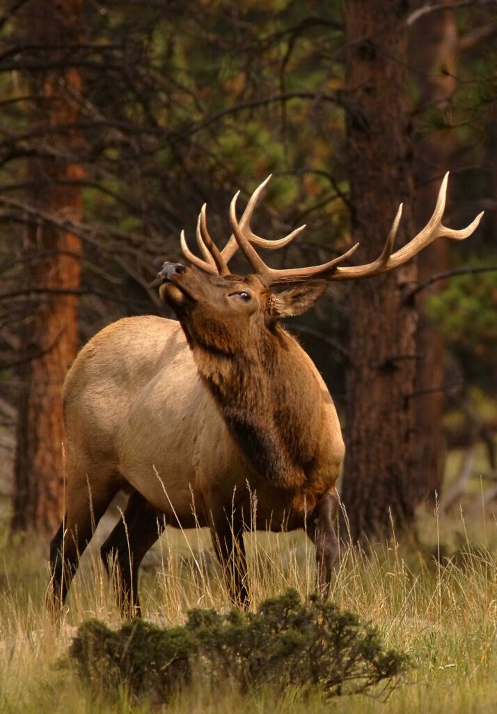 NO BULL - Elk Creek Ranch borders the White River National Forest, home to the nation's largest elk herd.