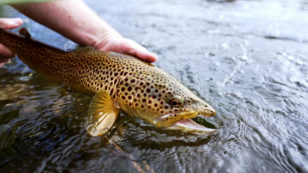 BIG BROWN - Rainbows and browns thrive in the ranches three distinctive fisheries.