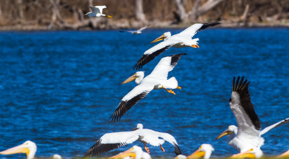 American white pelicans throng to the 14 lakes on Sandow Lakes Ranch en route to and from breeding grounds in the Northern Great Plains. Their menu includes largemouth and small bass, hybrid Florida bass, striped bass, bluegill, crappie, redear perch, sunfish perch, tilapia, channel catfish, and chad.