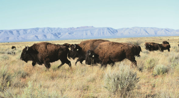 More than a thousand bison populate Turner’s Armendaris Ranch. The media pioneer played a pivotal role in protecting the American bison and maintains the world’s largest private herd.
