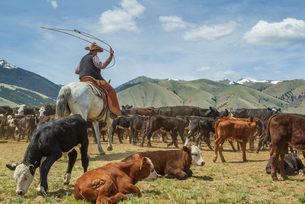 Beaverhead