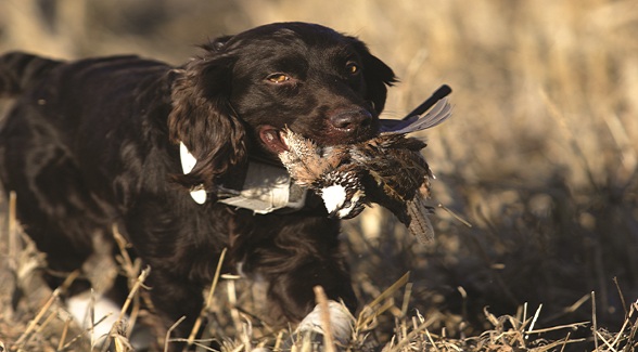 Land’s Best Friend: Boykin Spaniel