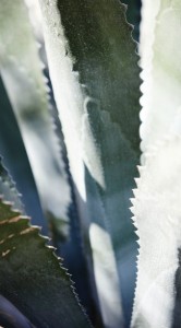 The stark beauty of life in the Chihuahuan Desert defies the limited amount of rainfall the region receives.