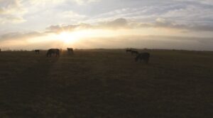 Camp Cooley Ranch TX