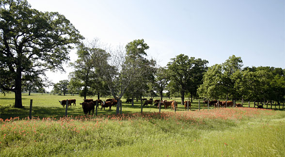 Texas Land Values Drop Just 7% in 2009