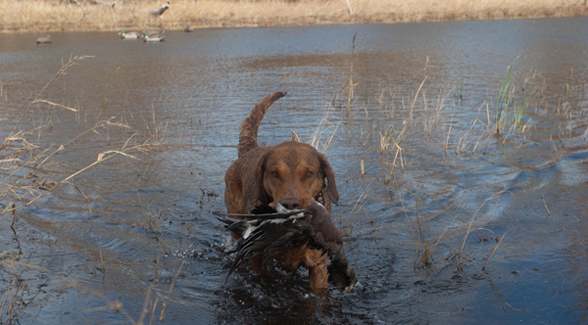 Chesapeake Bay Retriever