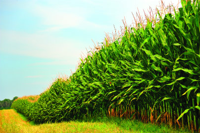 Following the passage of the Renewable Fuel Standard, the amount of corn used to fuel ethanol production almost tripled from 14% in 2005 to 41% in 2012. 