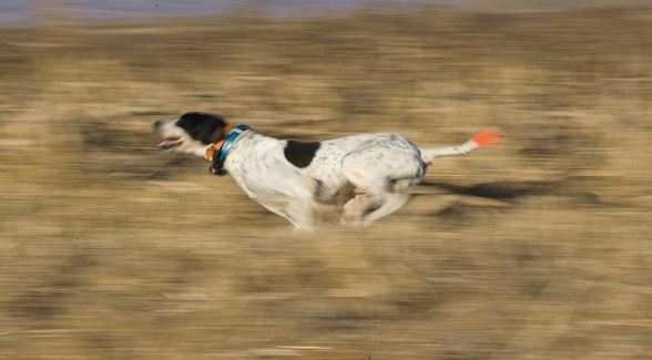 EnglishPointer_lg