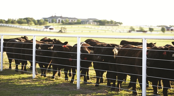 Meet Frank Stronach, the Third-Largest Land Holder in Marion County, Florida