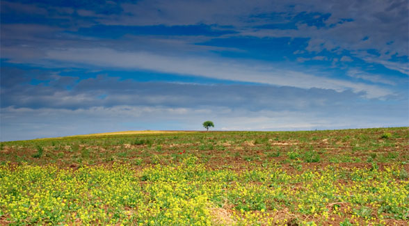 Forbes Profiles Land Report 100