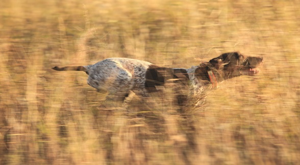 Land's Best Friend: German Shorthaired